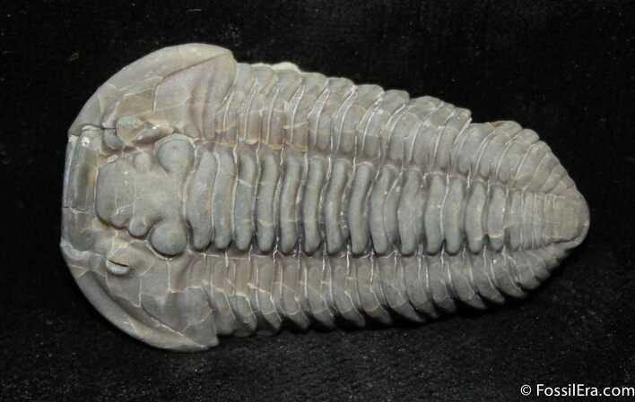 Beautifully Prone Inch Flexicalymene Trilobite #1018